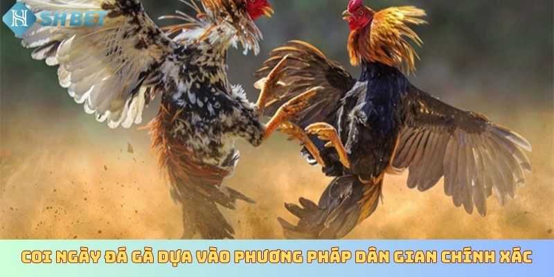 Coi ngày đá gà dựa vào phương pháp dân gian chính xác