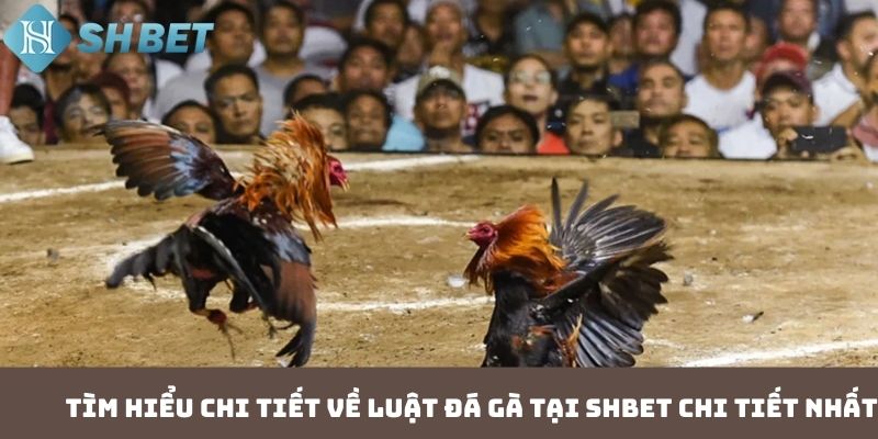 Tìm hiểu chi tiết về luật đá gà tại SHBET chi tiết nhất