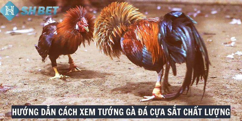 Hướng dẫn cách xem tướng gà đá cựa sắt chất lượng