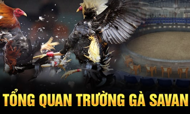 Đá gà Savan là gì? Khám phá về loại hình đá gà hấp dẫn top 1 tại SHBET