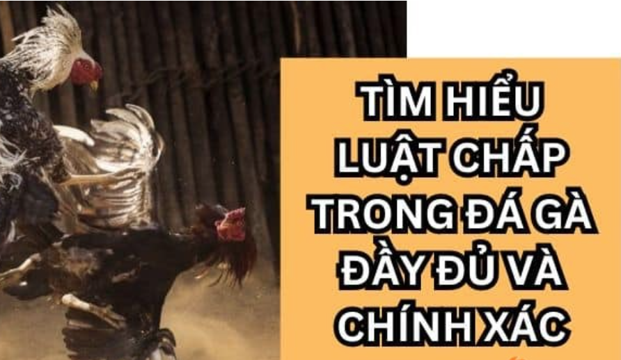 Luật chấp trong đá - Tìm hiểu kiến thức về luật chấp trong đá gà đối với người đam mê chọi gà trực tuyến SHBET